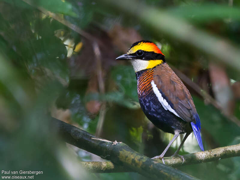 Brève de Malaisie mâle adulte, identification