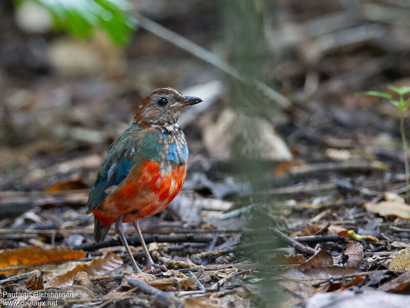 Sulawesi Pitta, identification