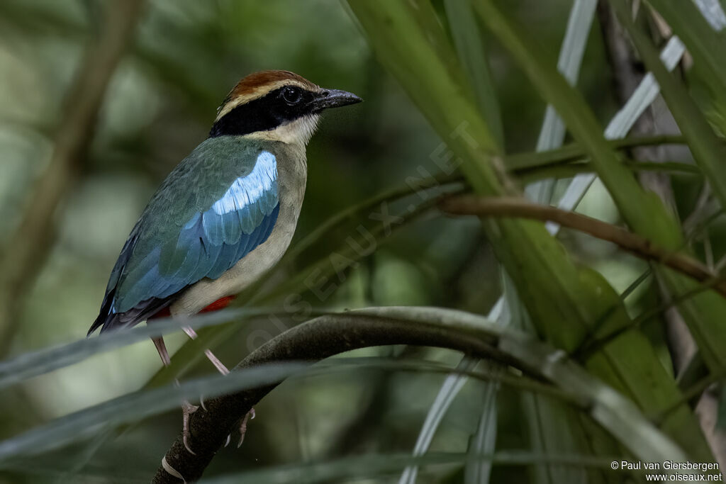 Brève migratriceadulte