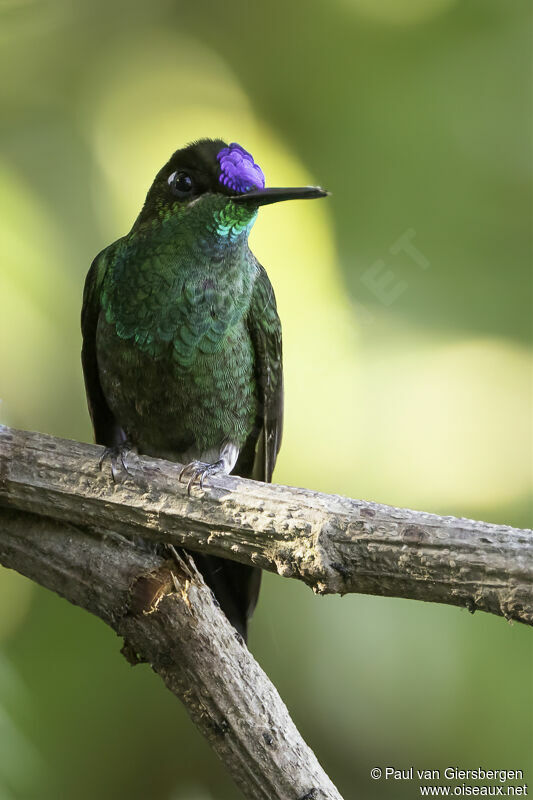 Violet-fronted Brilliant male adult