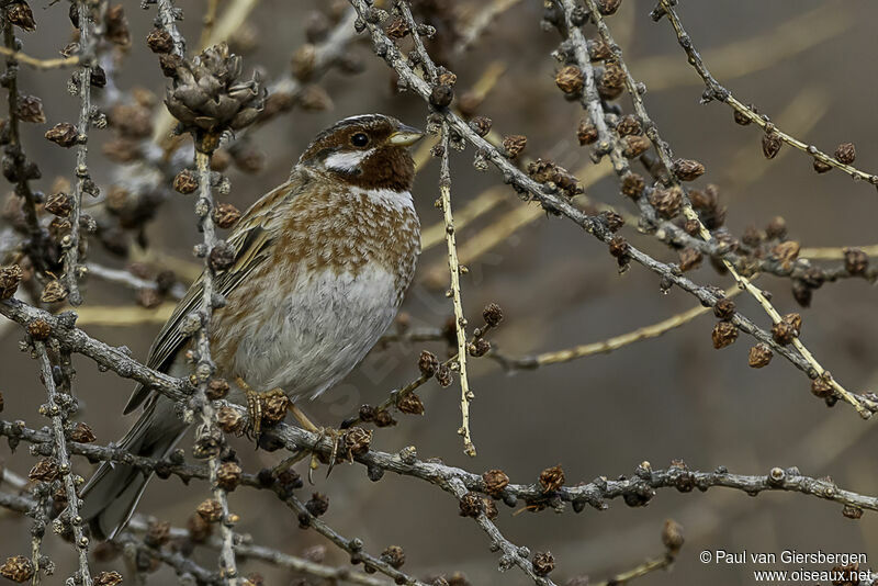 Pine Bunting male adult breeding