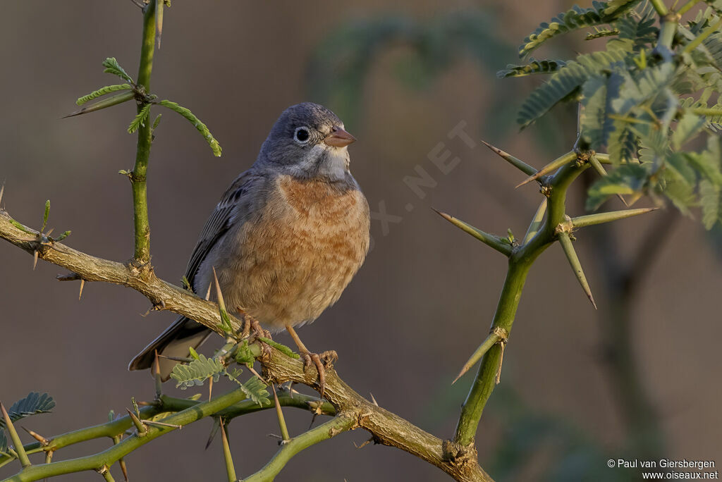 Bruant à cou grisadulte