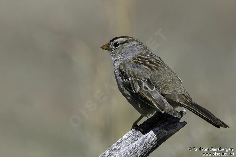 Bruant à couronne blanche