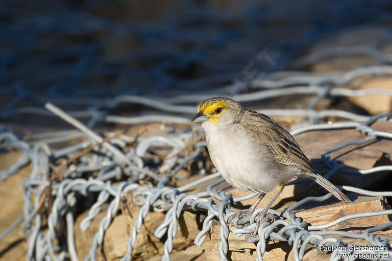 Yellow-browed Sparrow