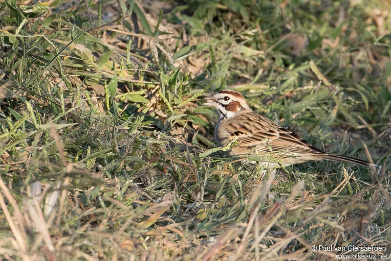 Lark Sparrow