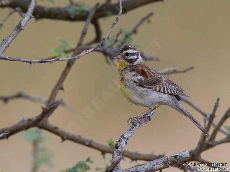 Bruant à poitrine dorée