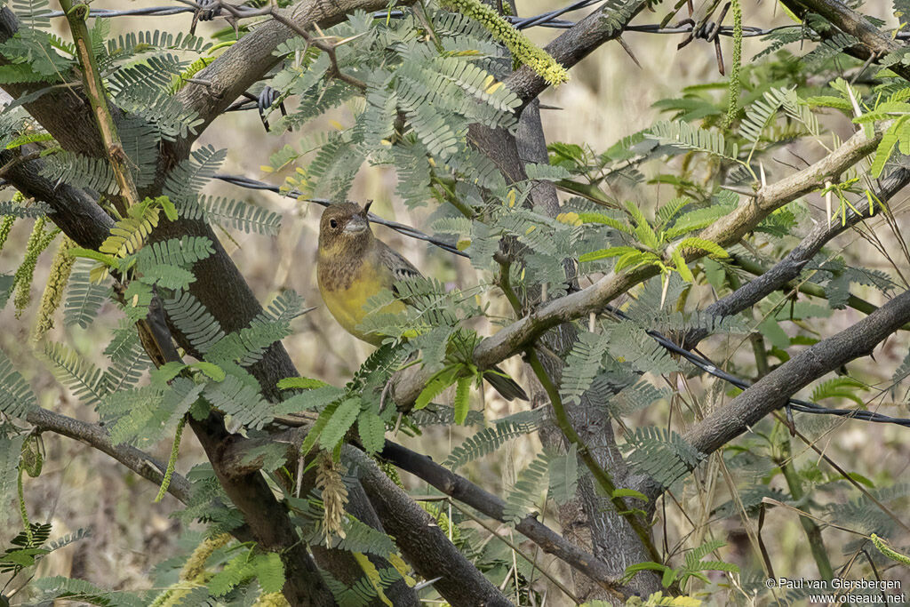 Bruant à tête rousseadulte