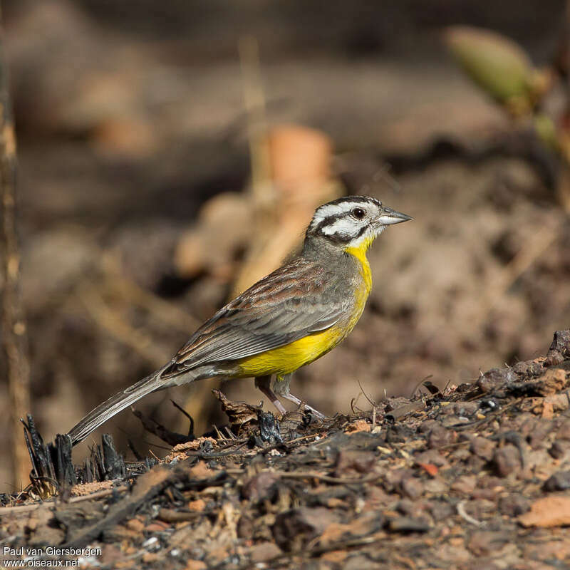 Brown-rumped Buntingadult