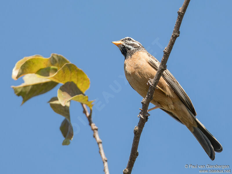 Cinnamon-breasted Bunting