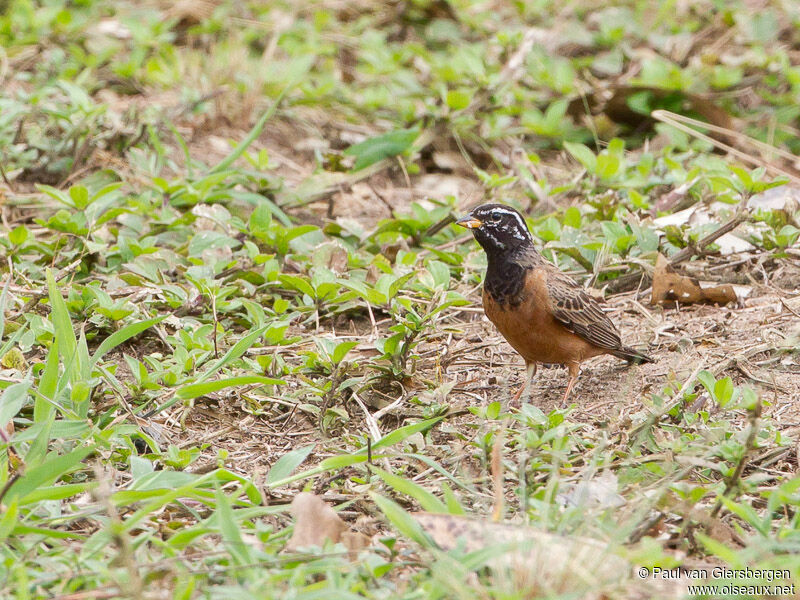 Cinnamon-breasted Bunting