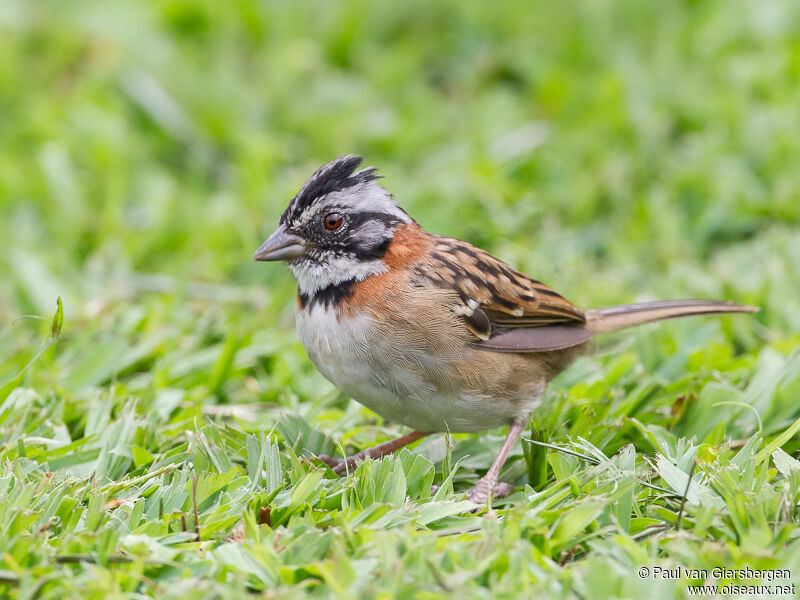 Rufous-collared Sparrow