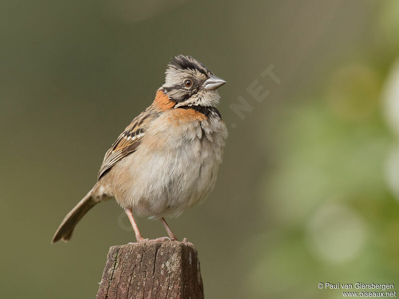 Rufous-collared Sparrowadult