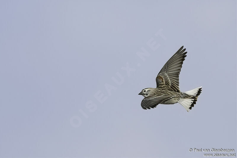 Thick-billed Longspuradult