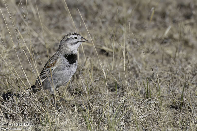 Thick-billed Longspuradult