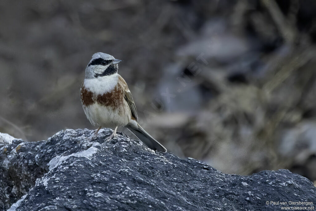 White-capped Bunting