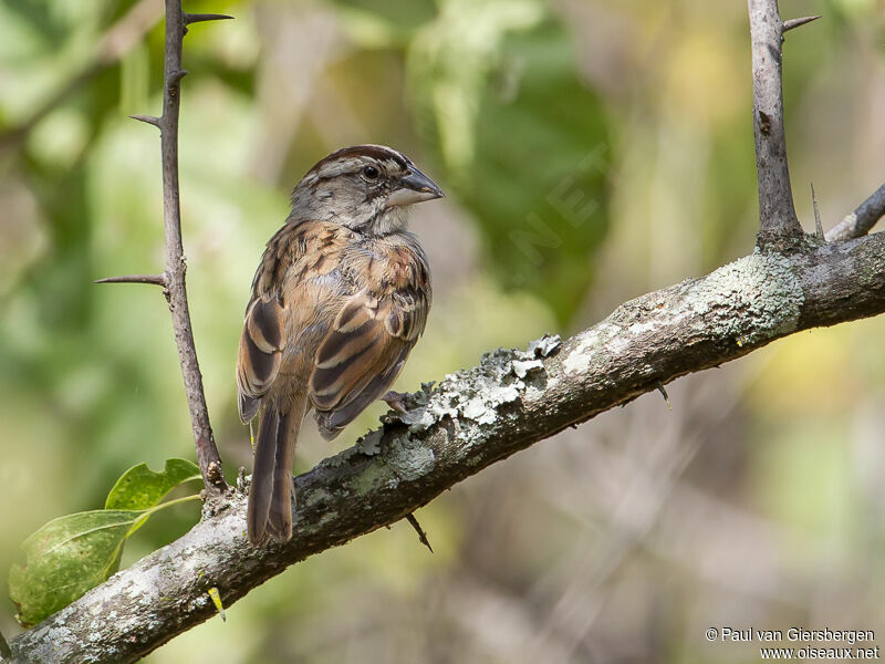 Tumbes Sparrow