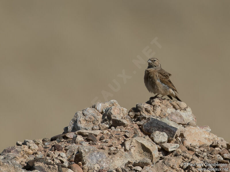 Lark-like Bunting