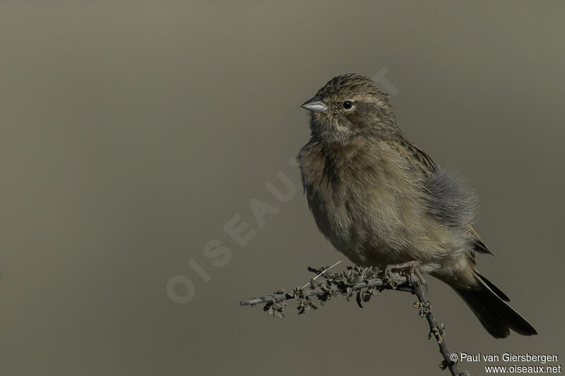 Lark-like Buntingadult