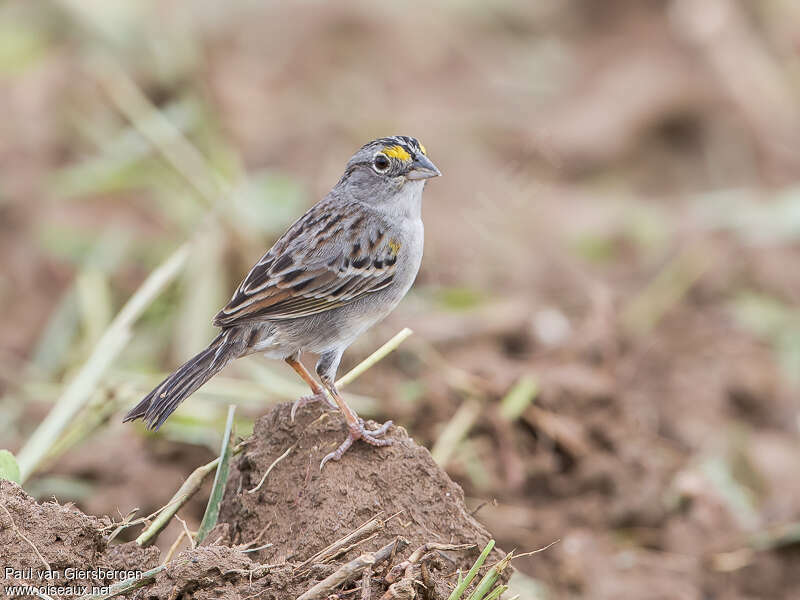 Grassland Sparrowadult, pigmentation