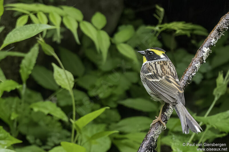 Yellow-throated Buntingadult