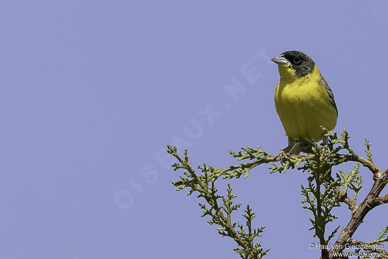 Black-headed Bunting