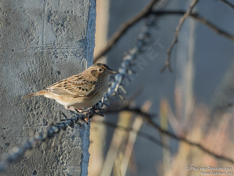 Grasshopper Sparrow