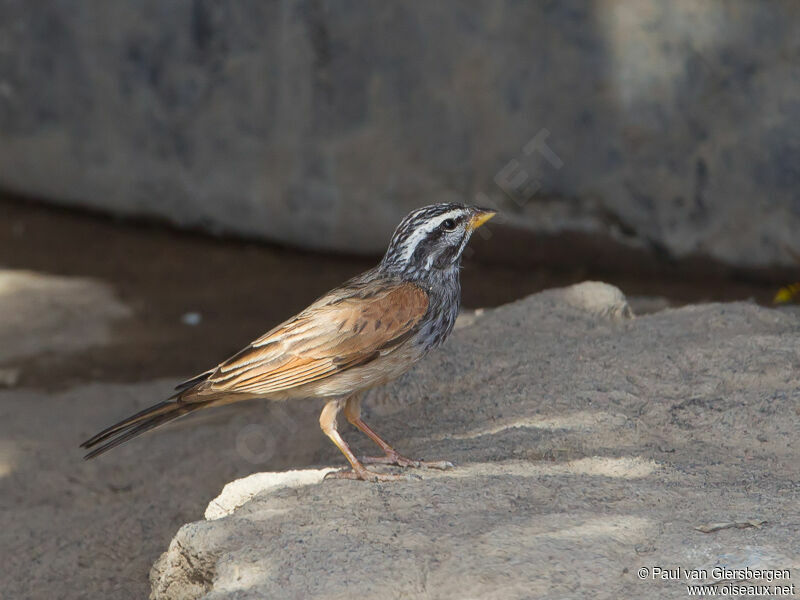 Striolated Bunting male adult, habitat, pigmentation