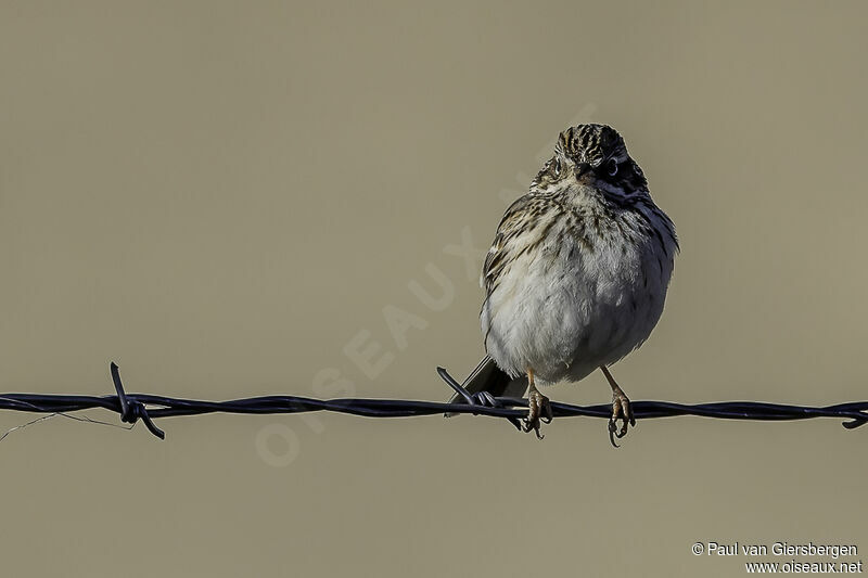 Vesper Sparrowadult