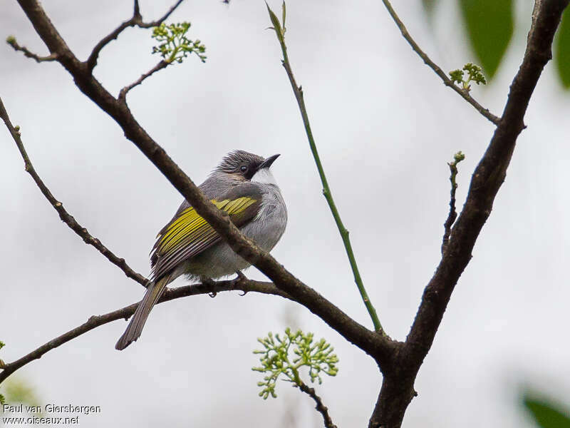 Bulbul à ailes vertesadulte