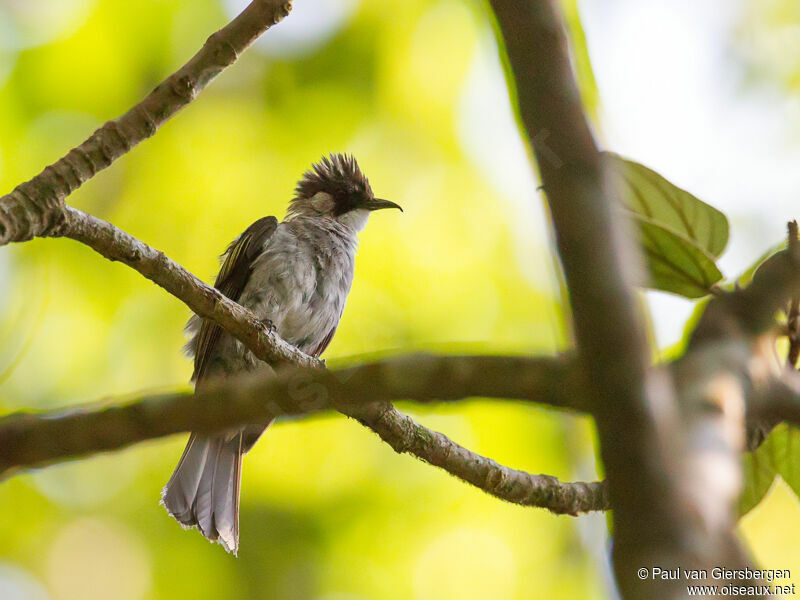 Ashy Bulbul