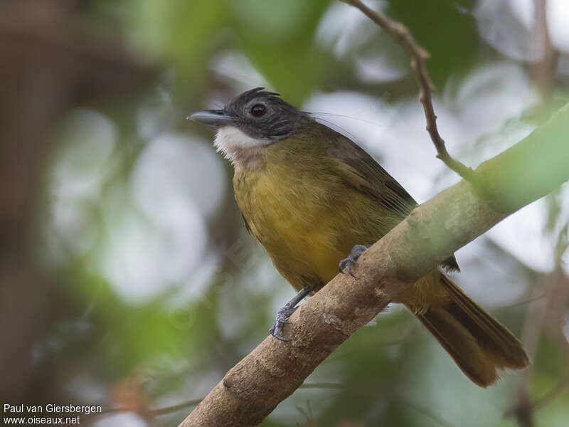 Bulbul à barbe blancheadulte