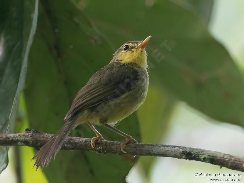 Spectacled Tetrakaadult