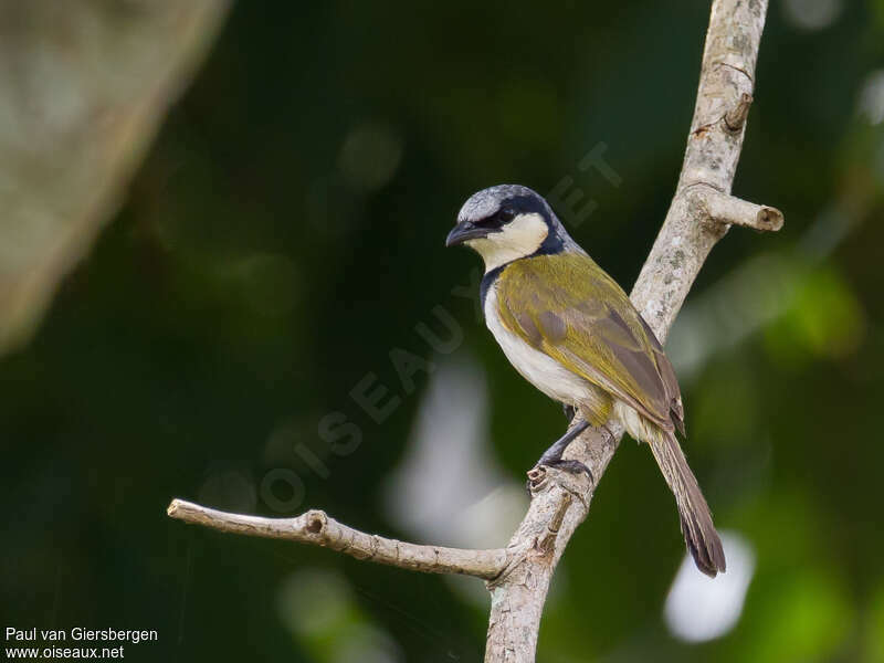 Bulbul à collier noiradulte, identification