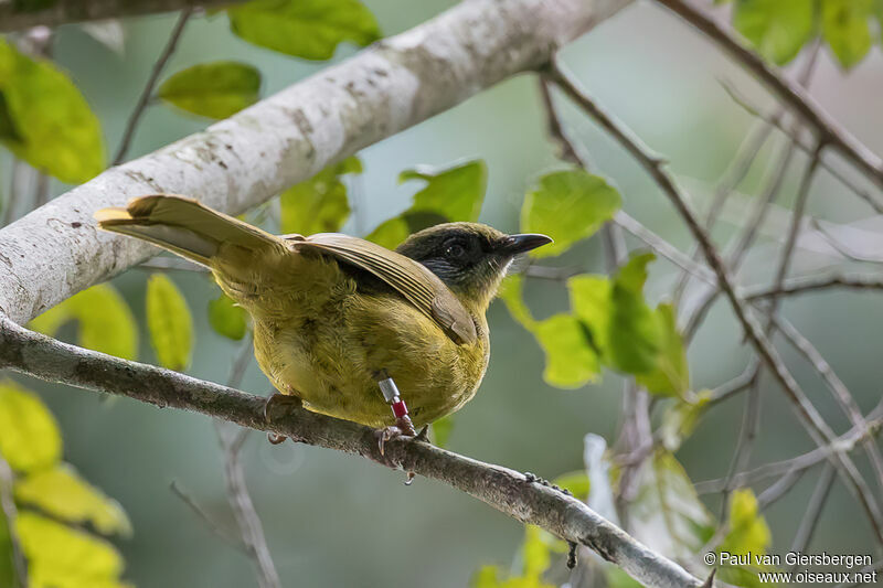 Stripe-faced Greenbuladult