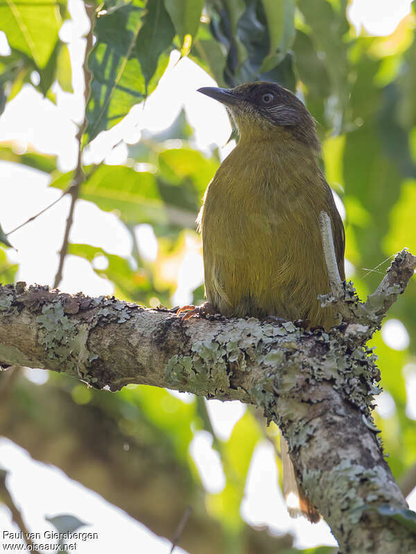 Stripe-faced Greenbuladult, close-up portrait