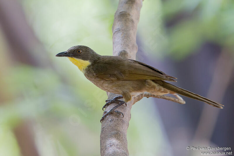 Bulbul à gorge claire