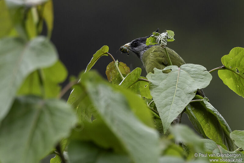 Bulbul à gros becadulte