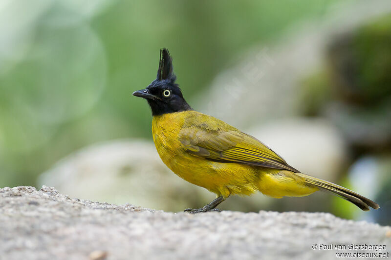 Black-crested Bulbul