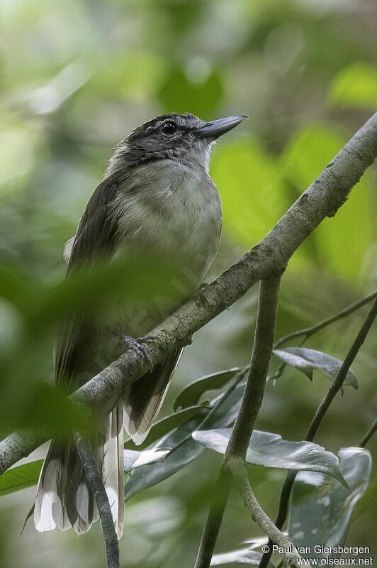 Bulbul à long becadulte