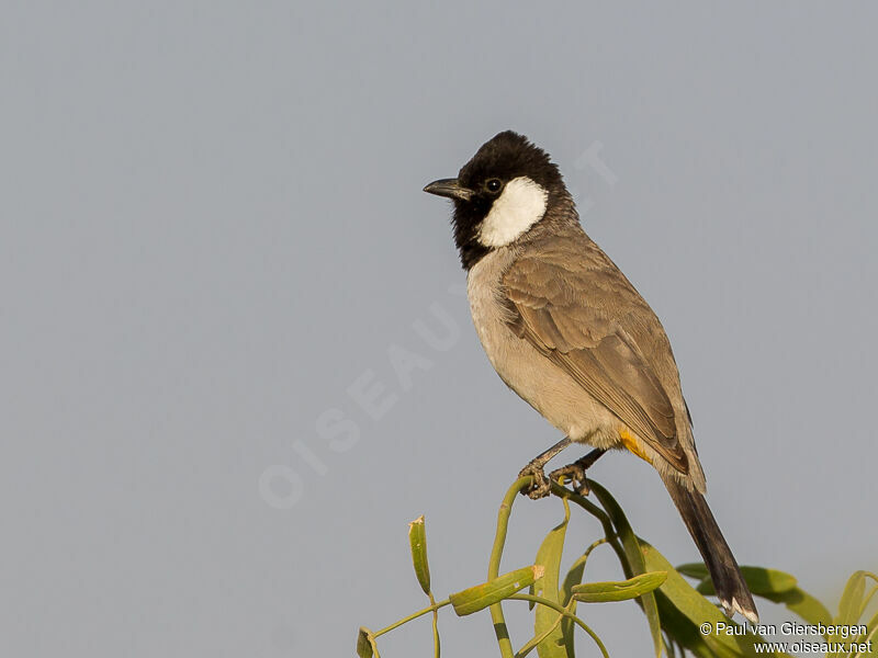 Bulbul à oreillons blancs