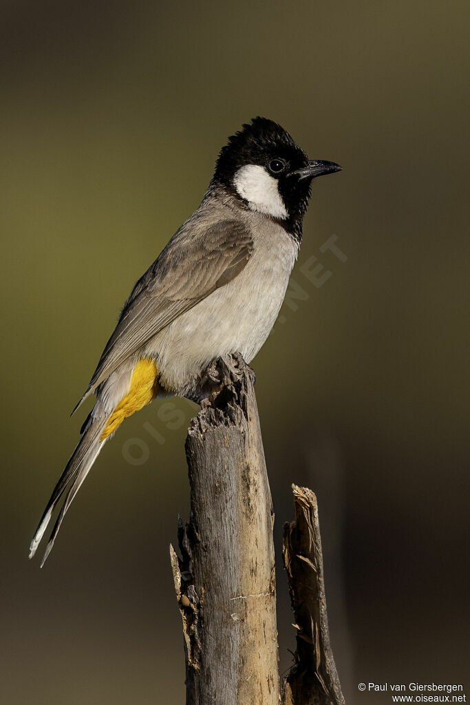 Bulbul à oreillons blancsadulte