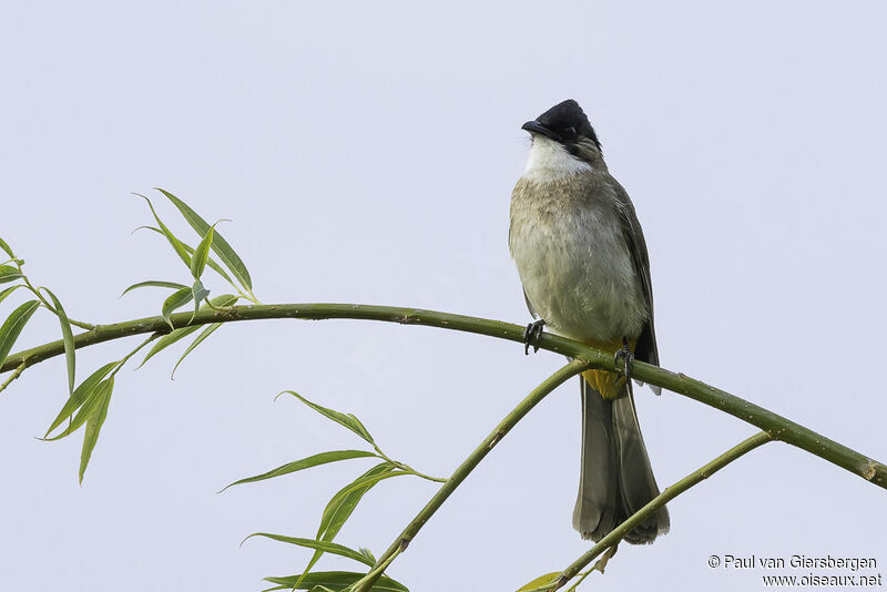 Brown-breasted Bulbuladult