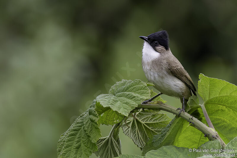 Brown-breasted Bulbuladult