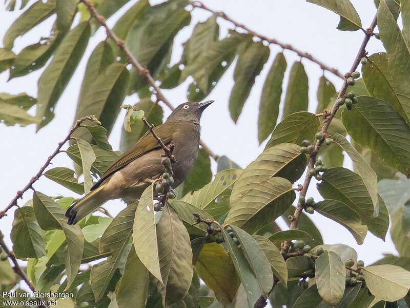 Honeyguide Greenbuladult, identification