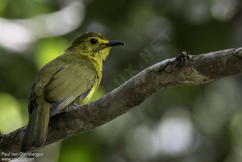 Yellow-browed Bulbuladult