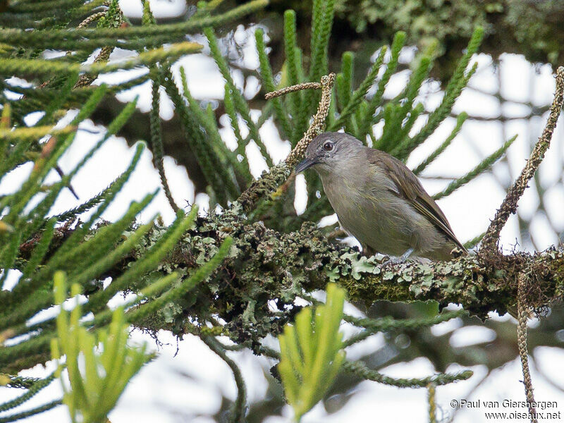 Bulbul à stries jaunes