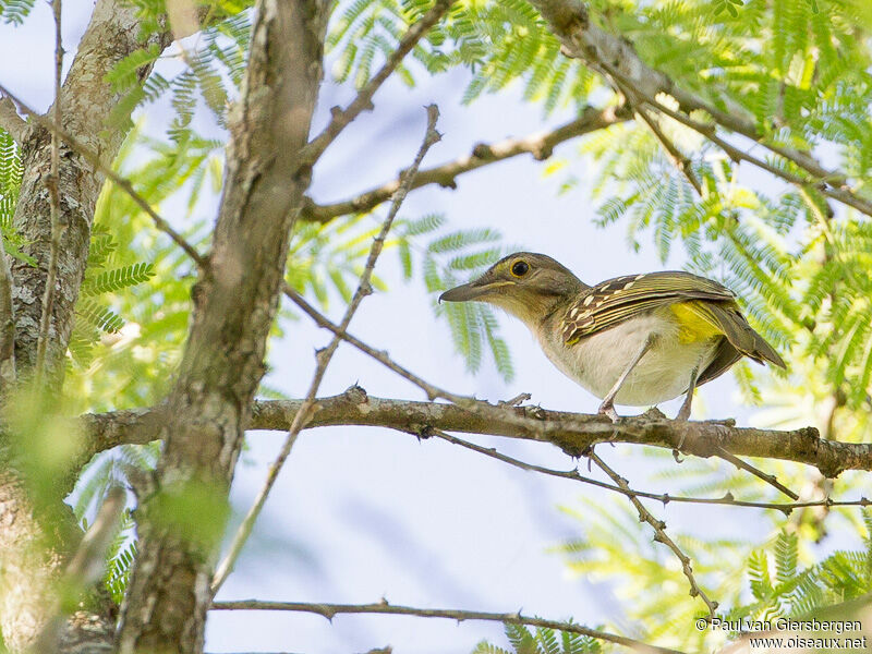 Bulbul à tête brune