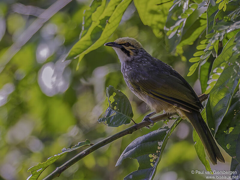 Bulbul à tête jauneadulte