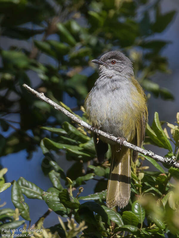 Bulbul à tête sombreadulte, portrait