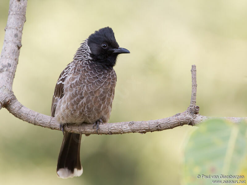 Bulbul à ventre rougeadulte